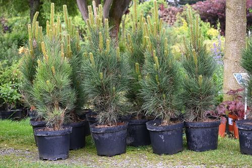 Sosna czarna Green Tower - Pinus nigra na Arena.pl