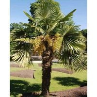 PALMA Trachycarpus fortunei mrozoodporna - sadzonki 30 / 50 cm