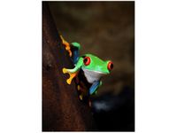 50X70CM CHWYTNICA CZERWONOOKA OBRAZ PION ŚCIAN