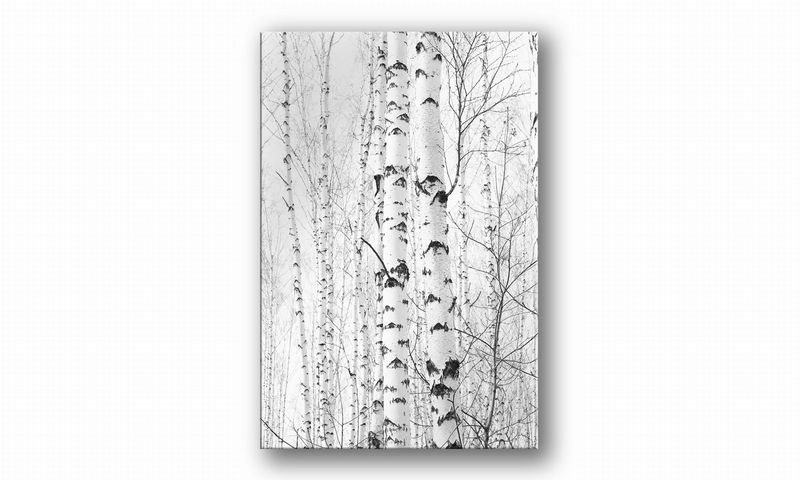 OBRAZ NA PŁÓTNIE 011 Brzozy 40x60cm zdjęcie 2