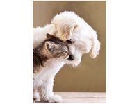 50X70CM PRZYJACIELE OBRAZ PION ŚCIAN