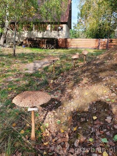 Grzybnia CZUBAJKA KANIA 120ml wyselekcjonowana na Arena.pl