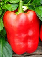 NASIONA Papryka Słodka Barbórka Czerwona 0,5g PLANTICO Papryki 405882