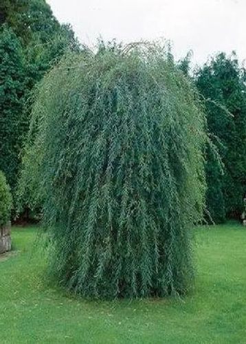 WIERZBA BAMBUSOWA na pniu - sadzonki 120 / 140 cm na Arena.pl