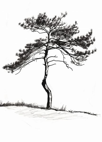 Plakat 39,5x55cm Samotna Sosna zdjęcie 1