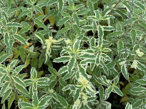 Barbula klandońska 'White Surprise' Białe Liście (Caryopteris clandonensis) na Arena.pl