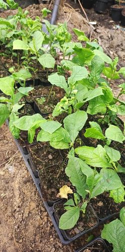 MAGNOLIA SUSAN - sadzonki 10 / 15 cm na Arena.pl