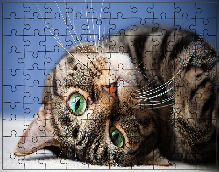 Puzzle Koty zdjęcie 1