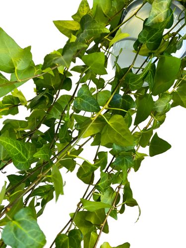 BLUSZCZ POSPOLITY HEDERA HELIX 100 cm na Arena.pl