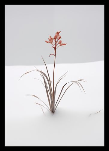 Plakat 21x29,7cm Subtelność Natury na Arena.pl