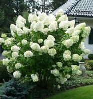 HORTENSJA POLAR BEAR - sadzonki w doniczkach !!!