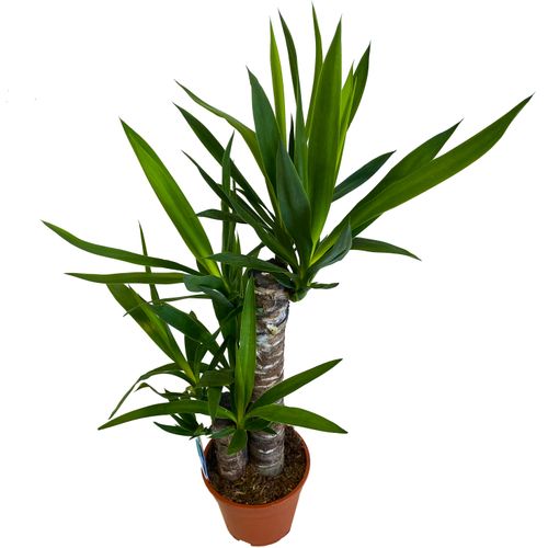 JUKA JUKKA (JUCA YUCCA) 75cm na Arena.pl