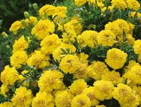 NASIONA Kwiatów Aksamitka Rozpierzchła ŻÓŁTA 1g Kwiaty Aksamitki 413108