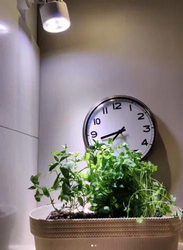 VERTICANA Żarówka do doświetlania roślin 35W czarna 45° oświetla z 2m na Arena.pl