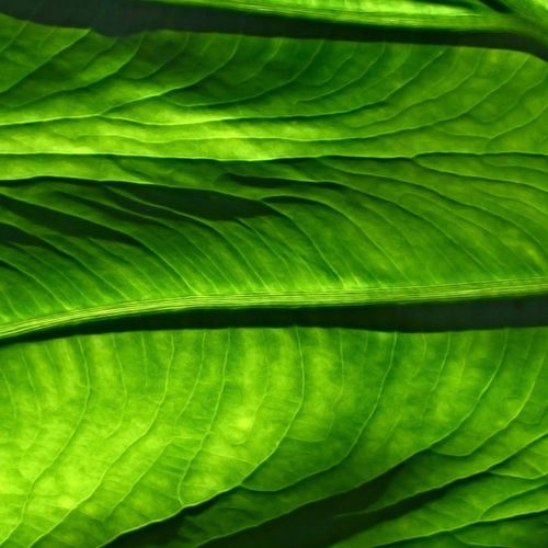 Deco Panel, Liście abstrakcja 120x80 na Arena.pl