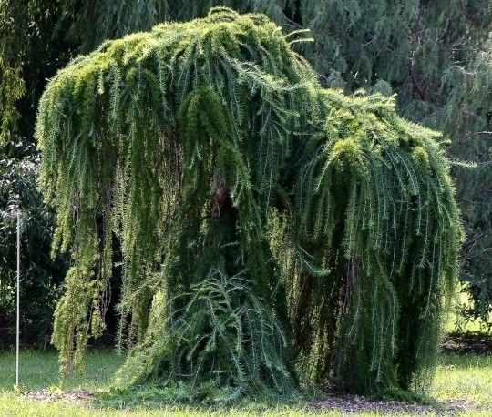 Modrzew europejski Pendula PA 140-160cm C3 zdjęcie 5