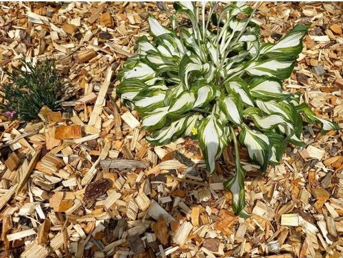 ZRĘBKA DRZEWNA LIŚCIASTA DĘBOWA NATURALNE PODŁOŻE DO OGRODU 60L 10 KG na Arena.pl