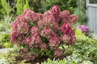 Hortensja bukietowa PETITE STAR MIANIATUROWA