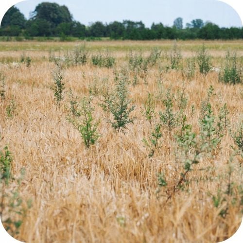 ROUNDUP 360PLUS GLIFOSAT RANDAP 1L PREPARAT NA UCIĄŻLIWE CHWASTY na Arena.pl