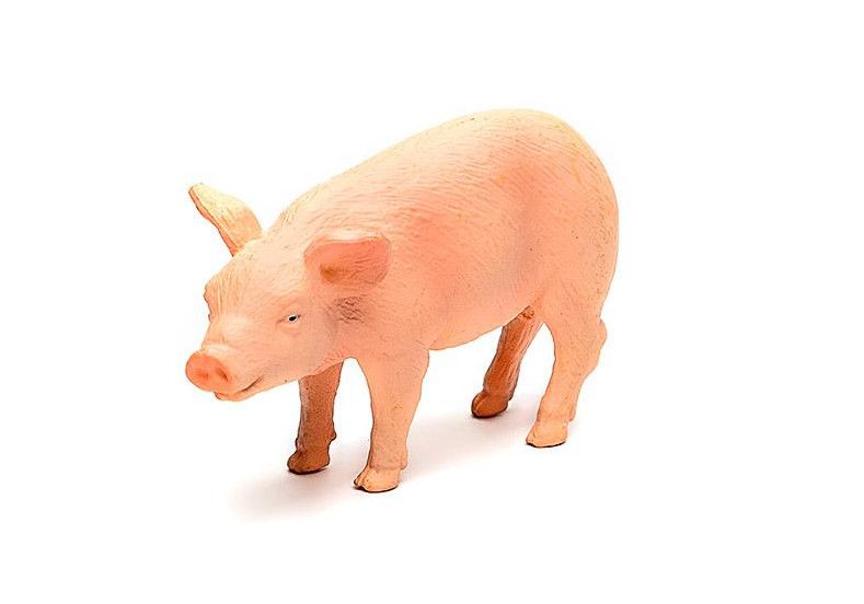 animal planet prosię 387055 zdjęcie 1