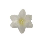 Lilijka wyrobowa kremowa 24 szt