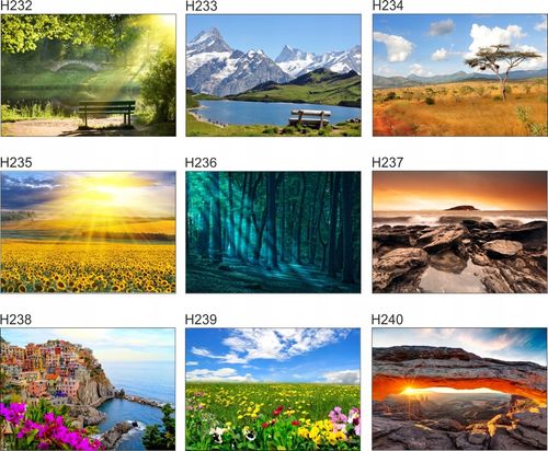 Fototapeta 3D las we mgle drzewa na wymiar FLIZ na Arena.pl