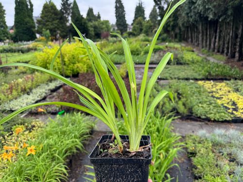 Liliowiec 'Aten' Ciemnożółty Pomarańczowy (Hemerocallis) Doniczka 2.0L na Arena.pl