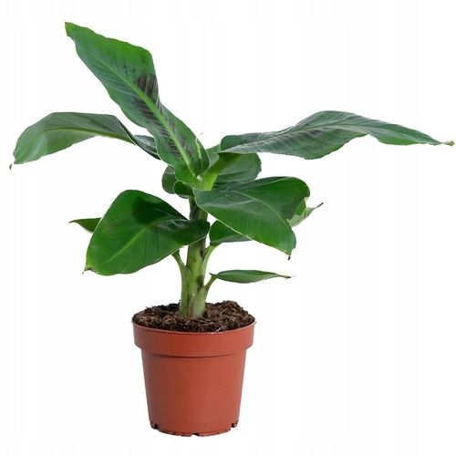 Musa acuminata Bananowiec - EGZOTYCZNY BANAN W DOMU - Duże Liście na Arena.pl