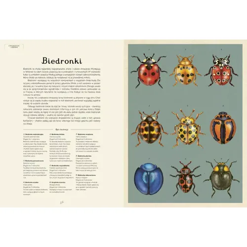 Insektarium. Muzeum Owadów na Arena.pl