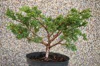 Jałowiec chiński Shimpaku - Juniperus chinensis 0056