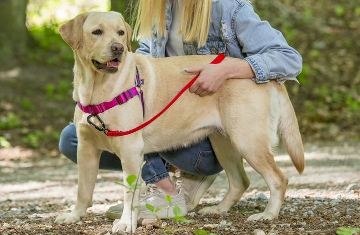 Szelki treningowe dla psa typu easy walk, ODBLASKI zdjęcie 12