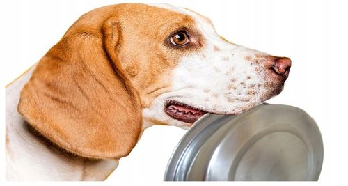 RAFI DOLINA NOTECI MINI JAGNIĘCINA KARMA SUCHA DLA PSA 3KG MAŁE CHRUPKI na Arena.pl