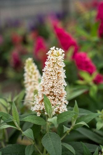 Budleja Dawida 'Butterfly Candy Little White' Karłowata Mała (Buddleja) na Arena.pl