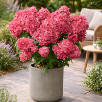 Hortensja bukietowa 'Bonfire' (Hydrangea paniculata) Doniczka 2.0L