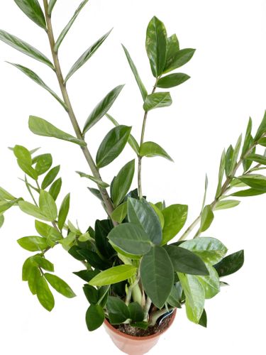 ZAMIOKULKAS (ZAMIOCULCAS) 70cm na Arena.pl