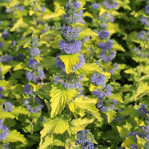 Barbula klandońska HINT OF GOLD Żółta Miododajna Wabi motyle Sadzonki C2 na Arena.pl