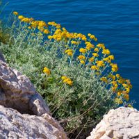 Kocanka włoska, Maggi, Curry (Helichrysum italicum) Doniczka 2.0L