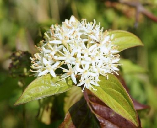 DEREŃ ŚWIDWA Cornus sanguinea NASIONA 150 sztuk - 10g. na Arena.pl
