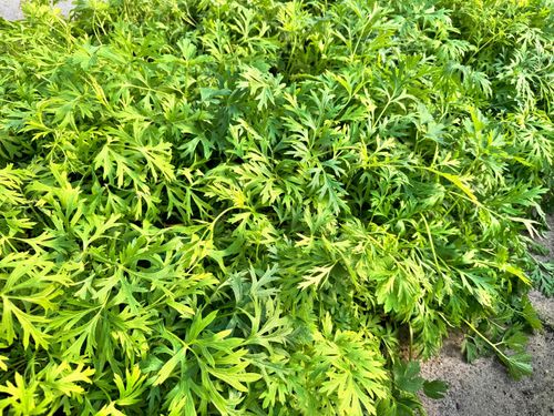 Sasanka zwyczajna 'Pinwheel White' (Pulsatilla vulgaris) Poj. P9 na Arena.pl