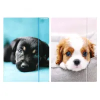 Teczka Z Gumką Pap A4 Pieski Starpak Fol10/100