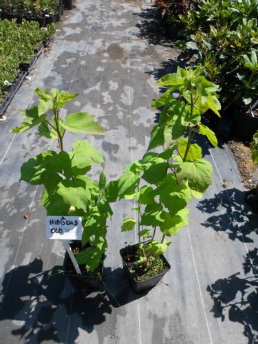 Hibiskus bylinowy OLD YELLA C2 na Arena.pl