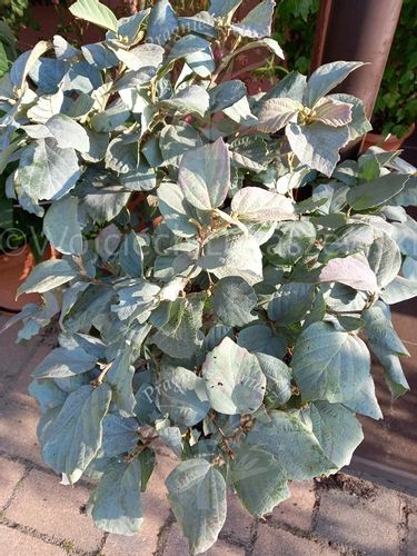 Fotergilla Blue Shadow rzadko spotykana odmiana na Arena.pl