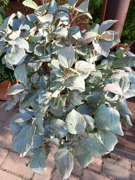 Fotergilla Blue Shadow rzadko spotykana odmiana zdjęcie 2