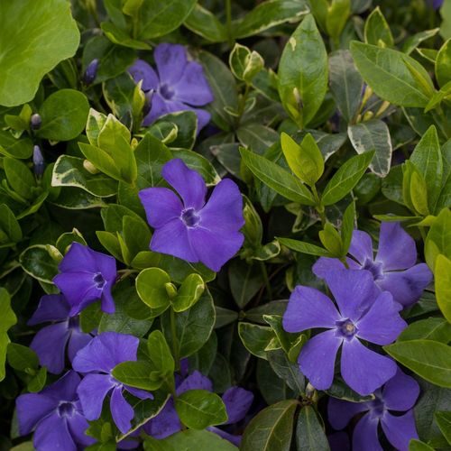 Barwinek Ralph Shugert - Vinca minor na Arena.pl