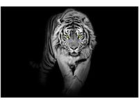 OBRAZ TIGER IN THE DARK
