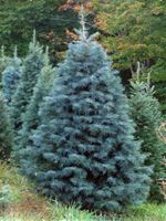 GK JODŁA KALIFORNIJSKA ABIES CONCOLOR GLACUA