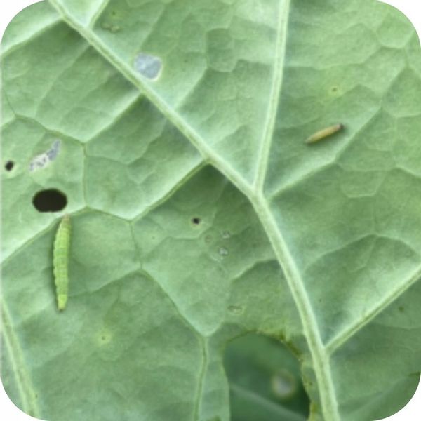 ŚRODEK PREPARAT NA MSZYCE CYPERKILL MAX 500 EC 250ML OWADOBÓJCZY DO WARZYW zdjęcie 4