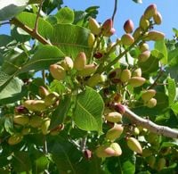 Pistacja drzewko pistacjowe sadzonki 40-60cm P9