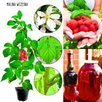 Malina Wczesna czerwona o wysokiej wydajności KRZEW 40-70 cm