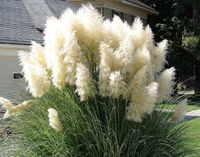 Biała TRAWA PAMPASOWA Cortaderia Selloana White Feather trawa ozdobna P9